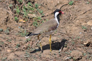 Birds at Yala