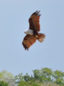 Birds at Yala Eagle aim