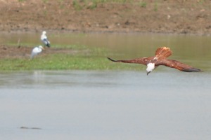 Birds at Yala Eagle fire and hunt fish