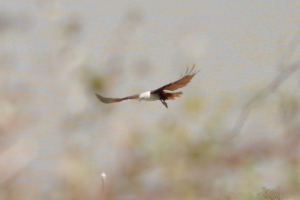 Birds at Yala Eagle missed target