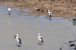 Birds at Yala