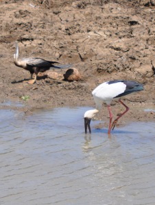 Birds at Yala