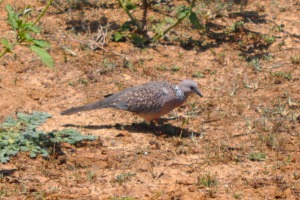 Birds at Yala Pidgeon?