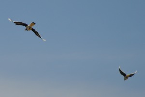 Birds at Yala