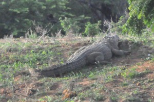 Crocodile at Yala