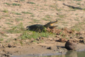 Croc at Yala