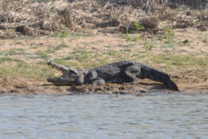 Croc at Yala