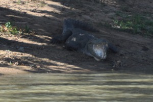 Croc at Yala