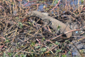 Reptile at Yala