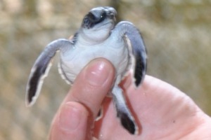 Turtle Farm Hikkaduwa Bentota 1 day old