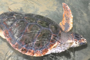 Turtles at Turtlefarm Sri Lanka