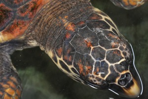 Turtles at Turtlefarm Sri Lanka