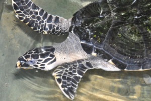 Turtles at Turtlefarm Sri Lanka