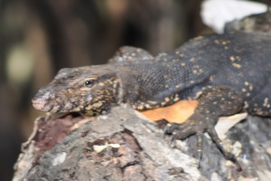 Reptile Bentota River