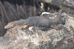 Reptile Bentota River Sri Lanka