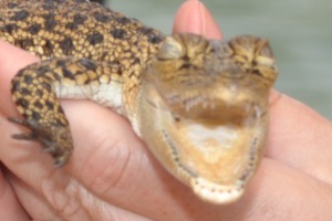 Baby crocodile Bentota River Sri Lanka