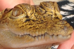 Baby crocodile Bentota River Sri Lanka